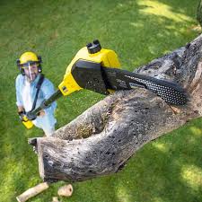 Why Choose Our Tree Removal Services in Jasper, TX?