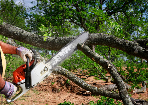 Reliable Jasper, TX Tree Services Solutions